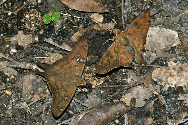 Image 400x300
