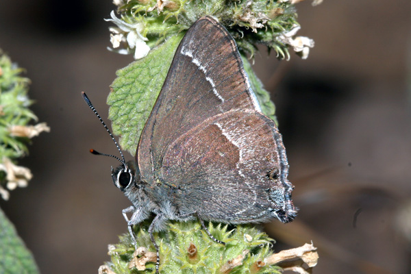 Image 400x300