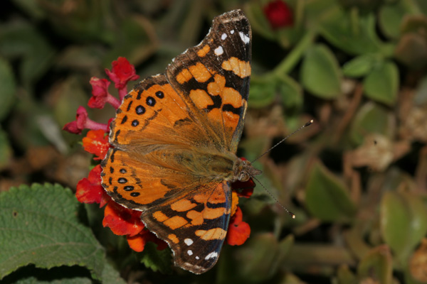 Image 400x300