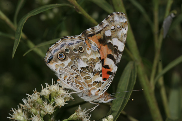 Image 400x300